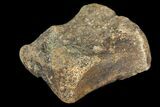 Fossil Hadrosaur Phalange - Alberta (Disposition #-) #134489-1
